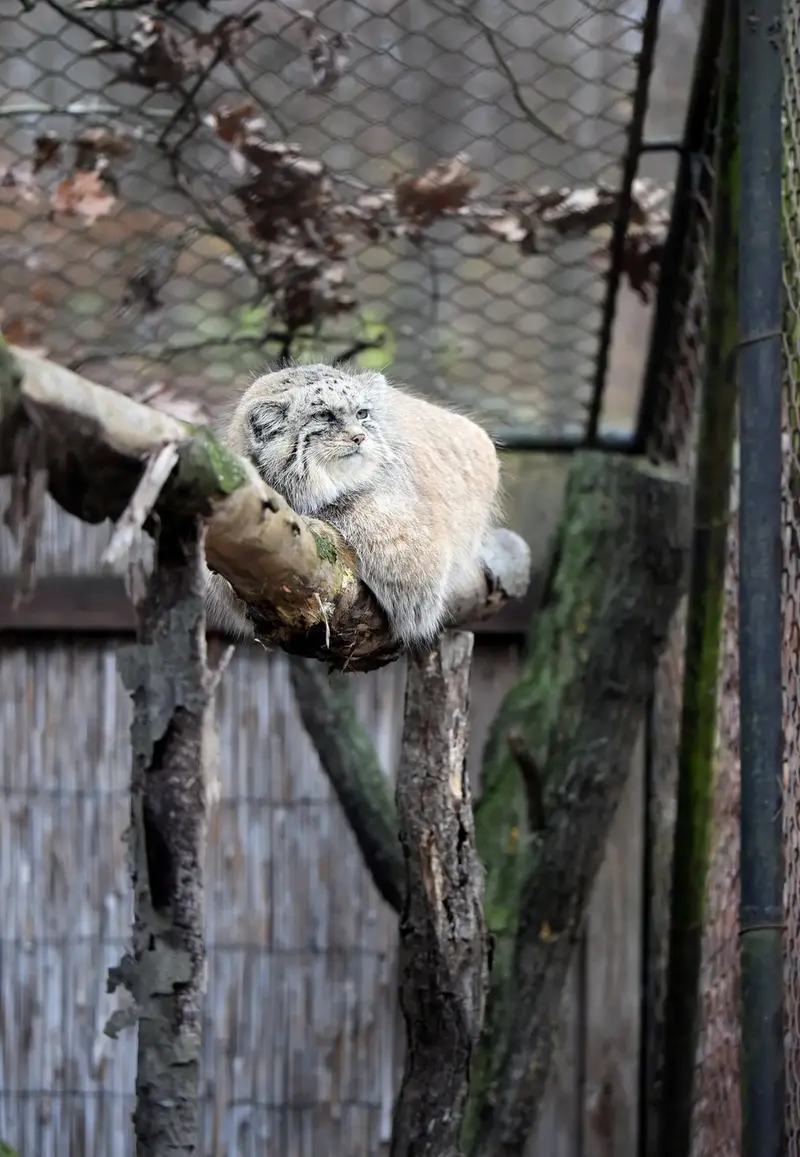 A photograph of a Pallas's cat