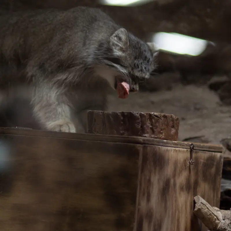 A photograph of Klyon in Ueno Zoological Gardens