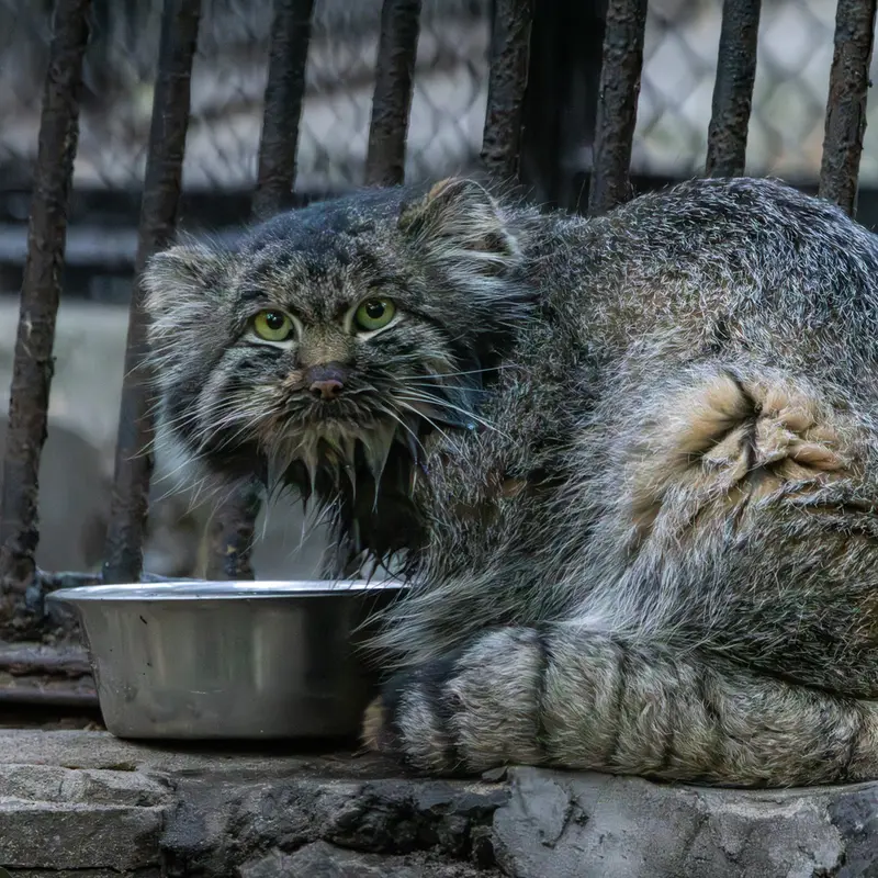 A photograph of Marik in Novosibirsk Zoo