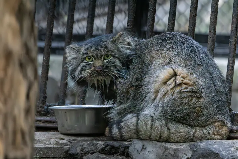 A photograph of Marik in Novosibirsk Zoo