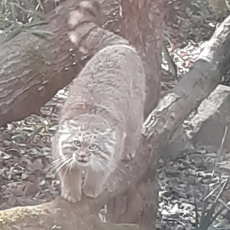 A photograph of Altai in Tregomeur Zoo