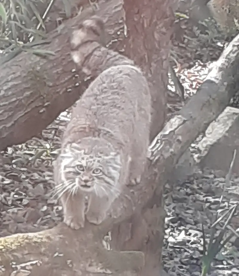 A photograph of Altai in Tregomeur Zoo