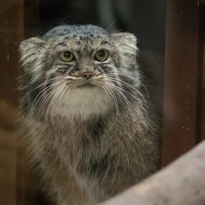 A photograph of Shafran in Ueno Zoological Gardens