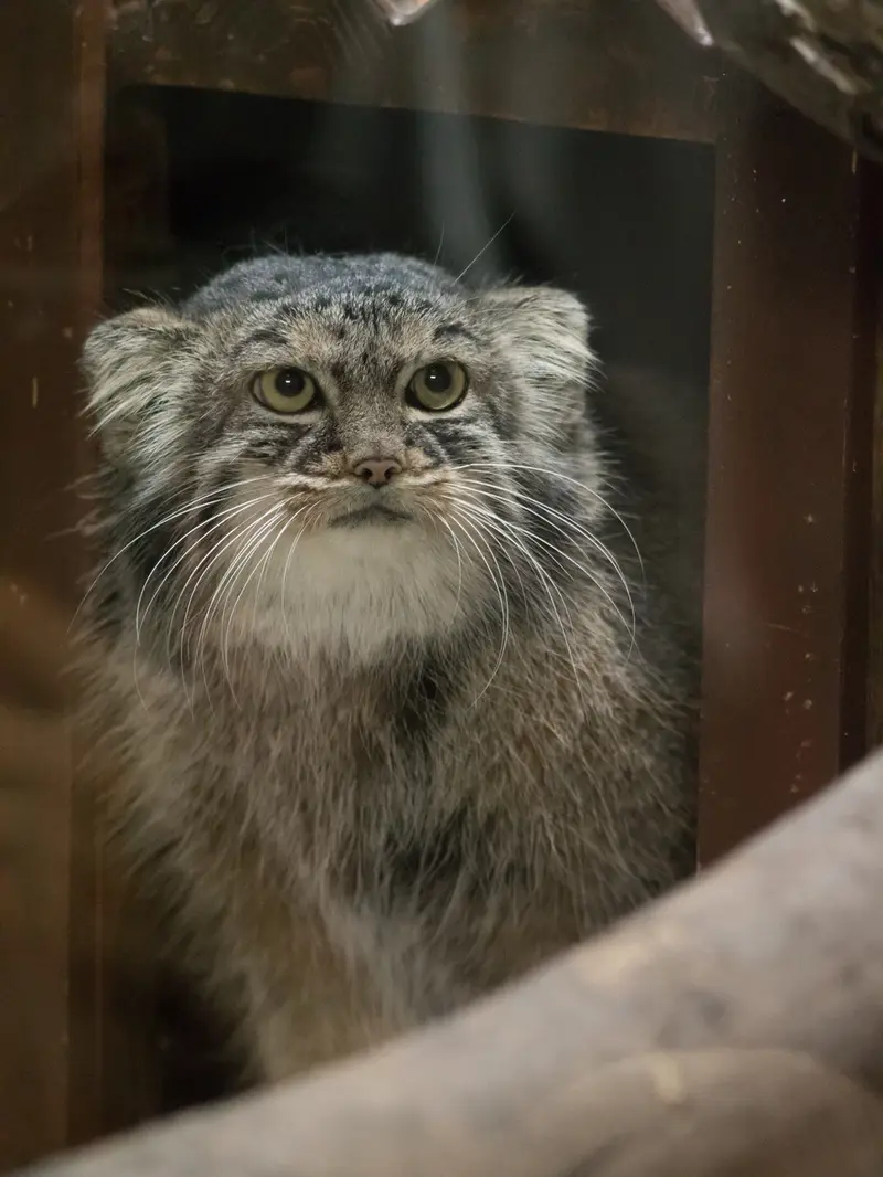 A photograph of Shafran in Ueno Zoological Gardens