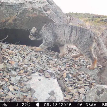 A photograph of Otocolobus manul manul from Kiikbai camera trap
