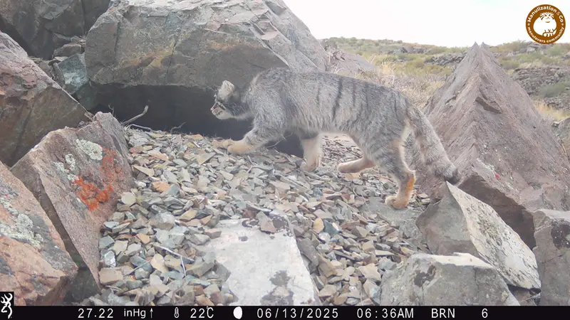 A photograph of Otocolobus manul manul from Kiikbai camera trap