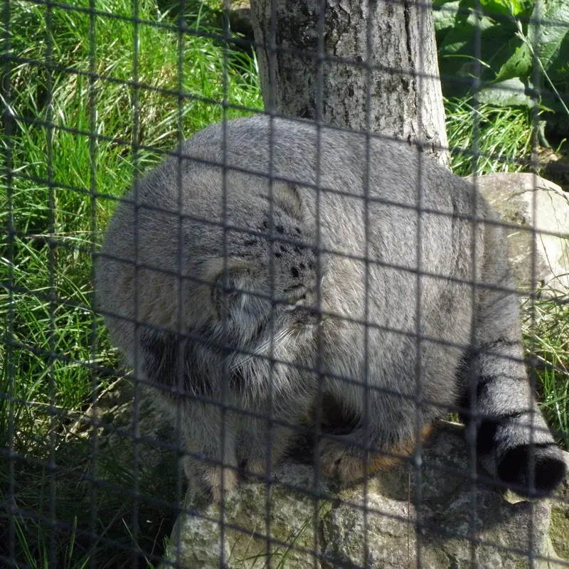 A photograph of a Pallas's cat in The Lakeland Wildlife Oasis
