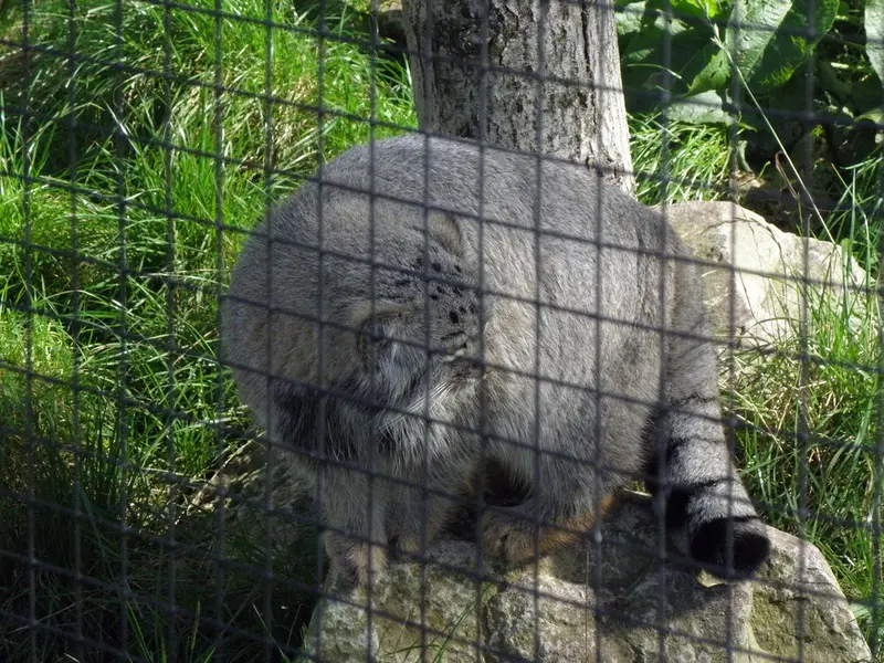 A photograph of a Pallas's cat in The Lakeland Wildlife Oasis