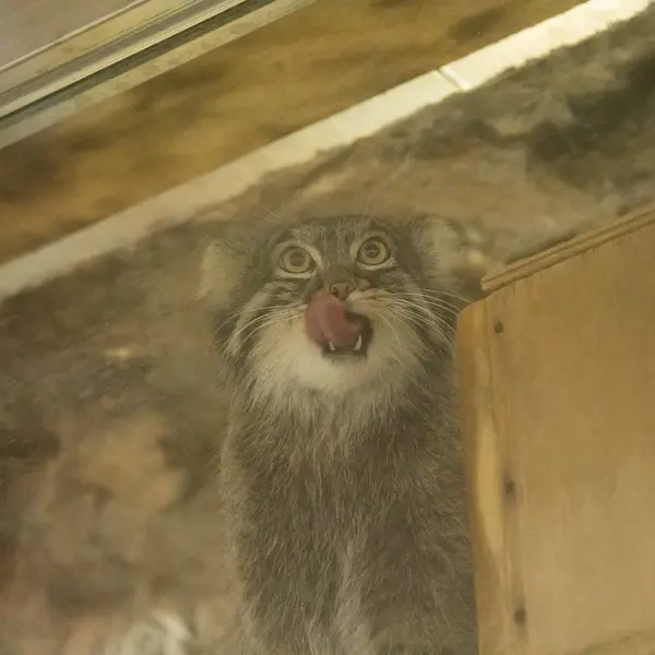 A photograph of Figa in Ueno Zoological Gardens