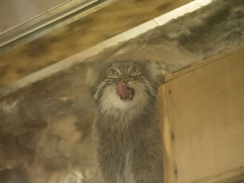 A photograph of Figa in Ueno Zoological Gardens