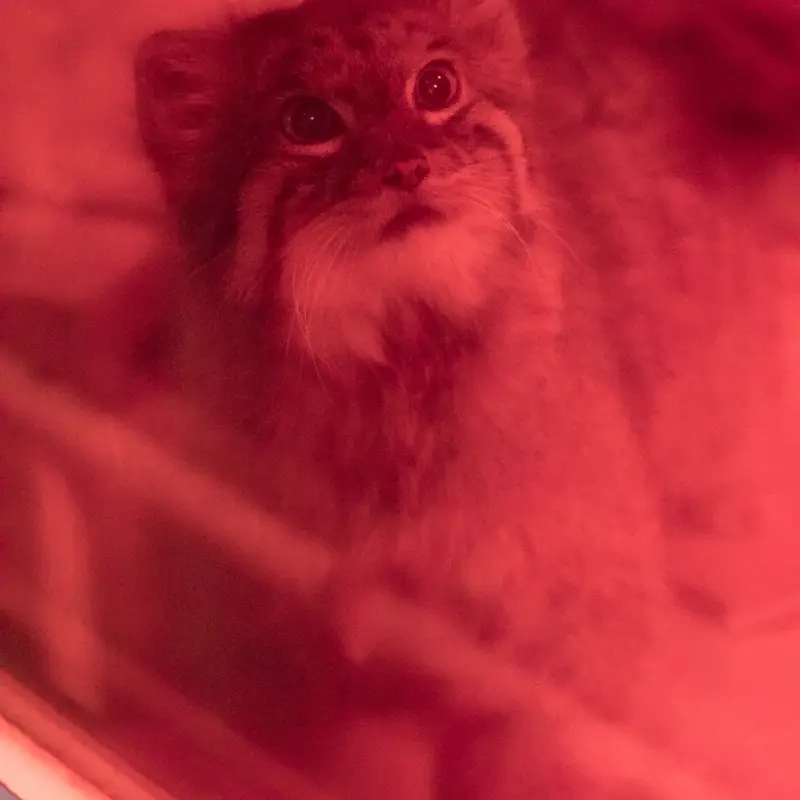 A photograph of Naim in Ueno Zoological Gardens