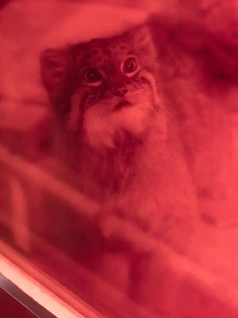 A photograph of Naim in Ueno Zoological Gardens