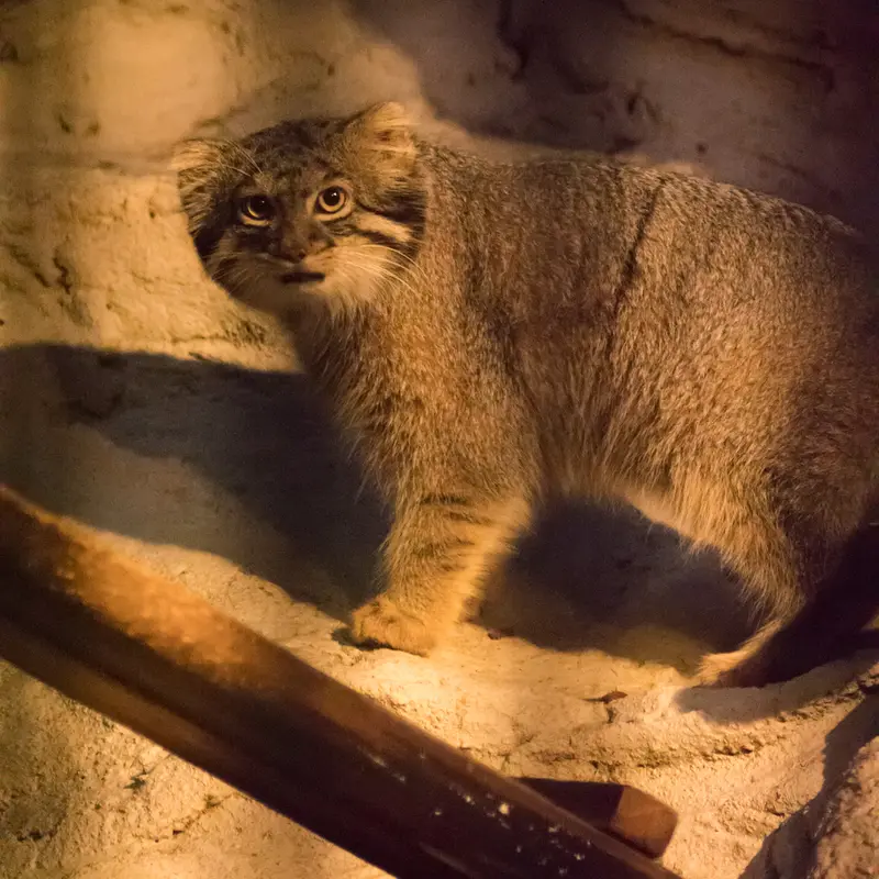 A photograph of Figa in Nogeyama Zoo