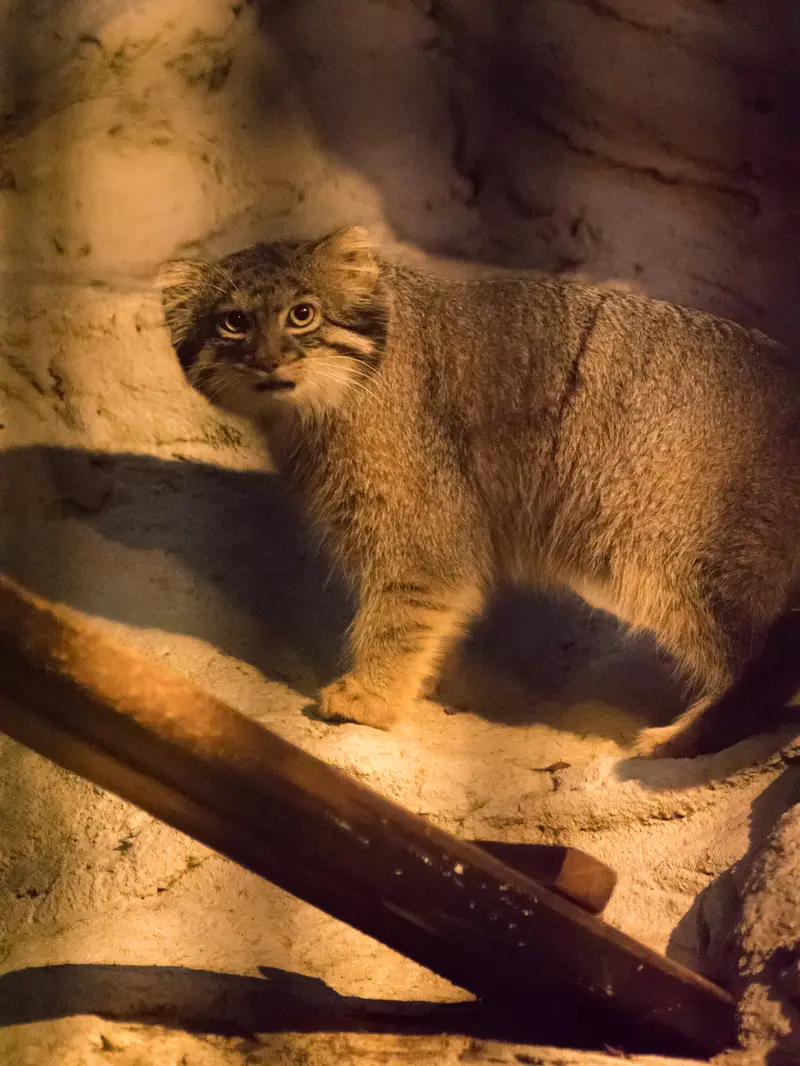 A photograph of Figa in Nogeyama Zoo