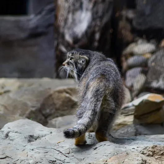 A photograph of Pema in Calgary Zoo / Wilder Institute