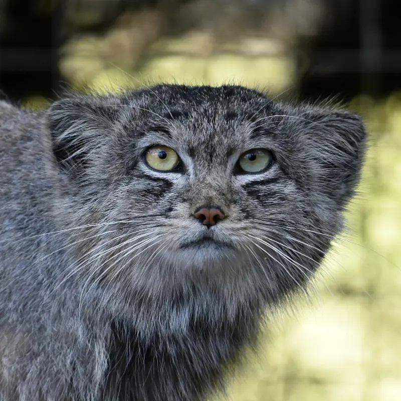 Khal the Pallas's cat from Banham Zoo