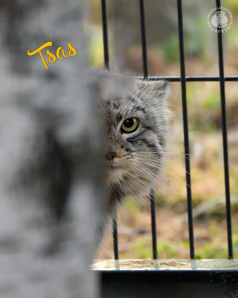 A photograph of a Pallas's cat
