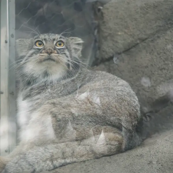 A photograph of Mei in Kobe Animal Kingdom