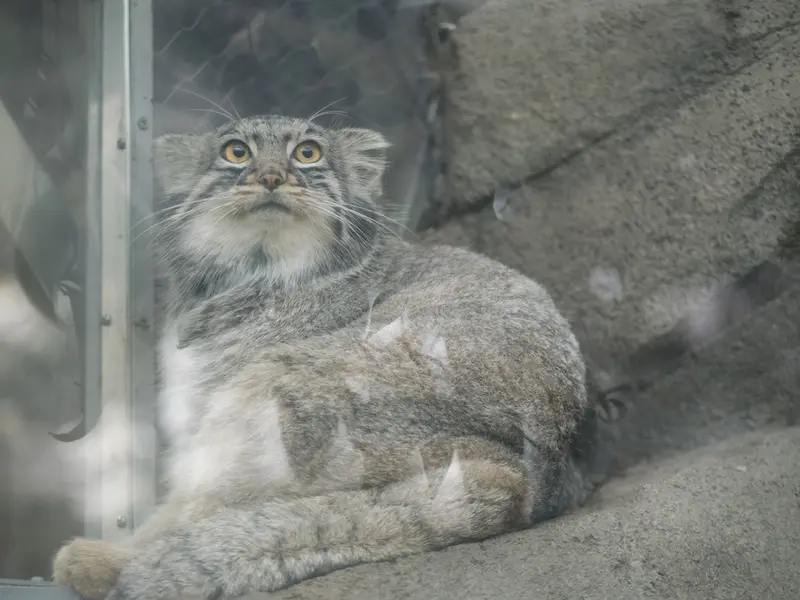 A photograph of Mei in Kobe Animal Kingdom