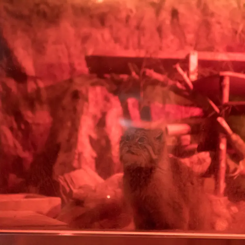 A photograph of Naim in Ueno Zoological Gardens