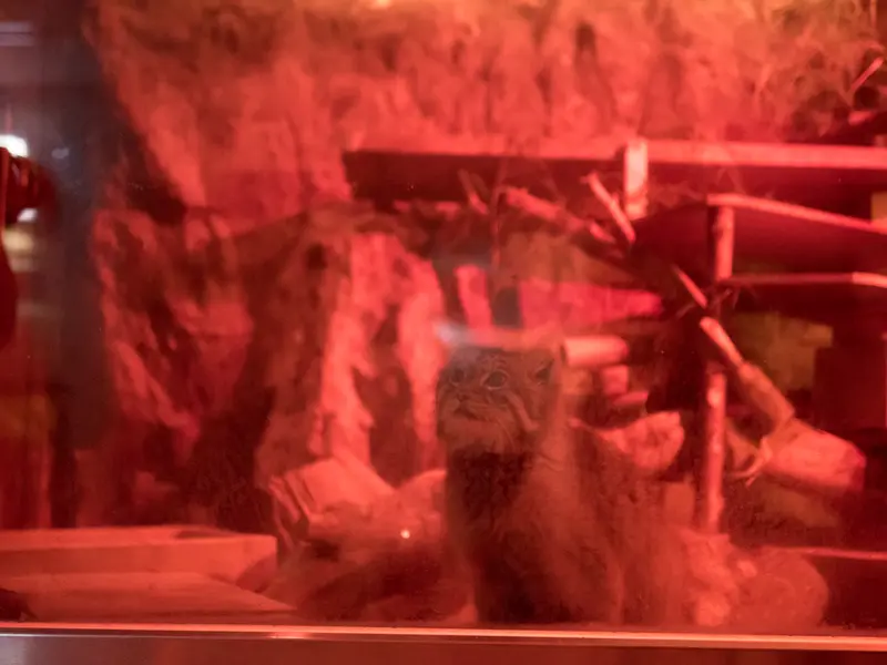 A photograph of Naim in Ueno Zoological Gardens