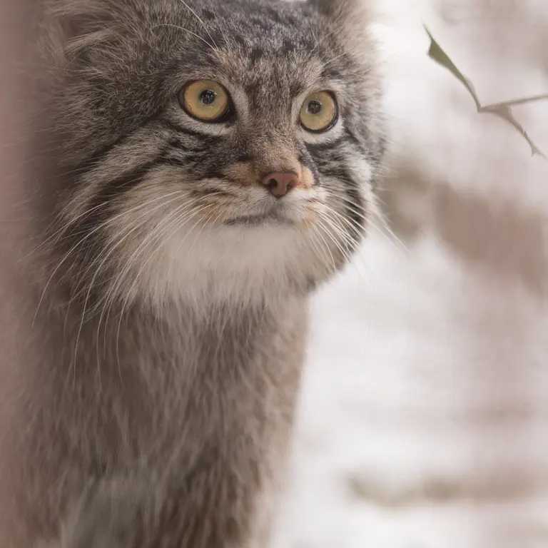 A photograph of Figa in Nogeyama Zoo