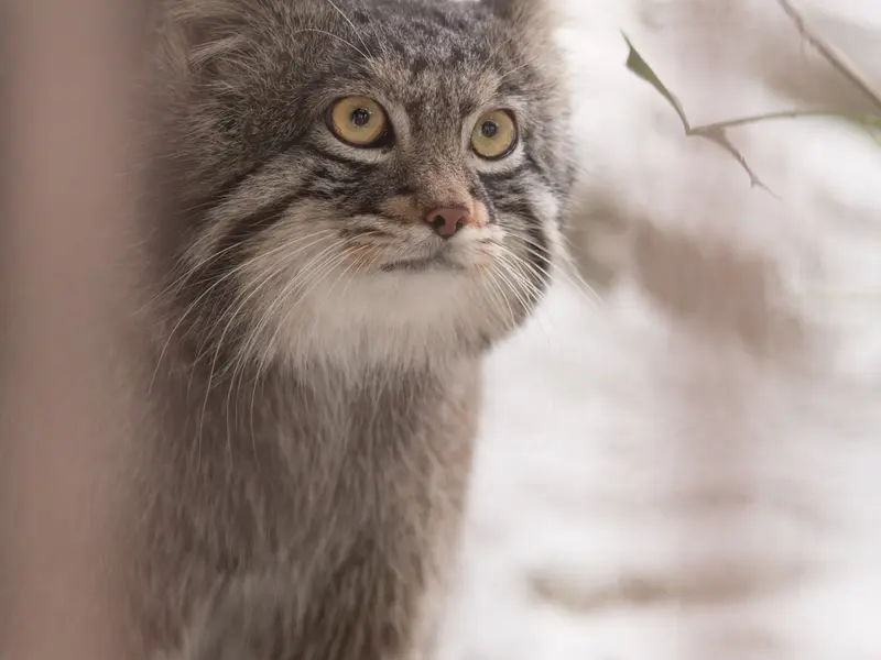A photograph of Figa in Nogeyama Zoo