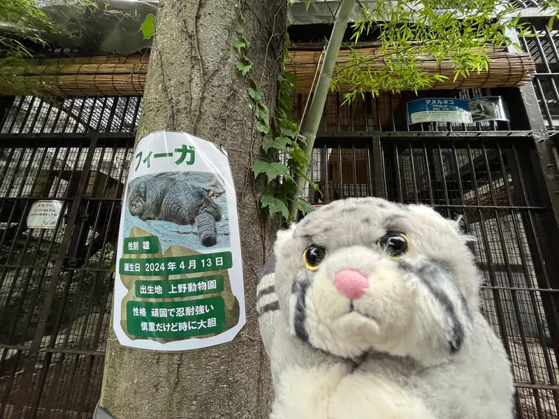 A photograph of a Pallas's cat