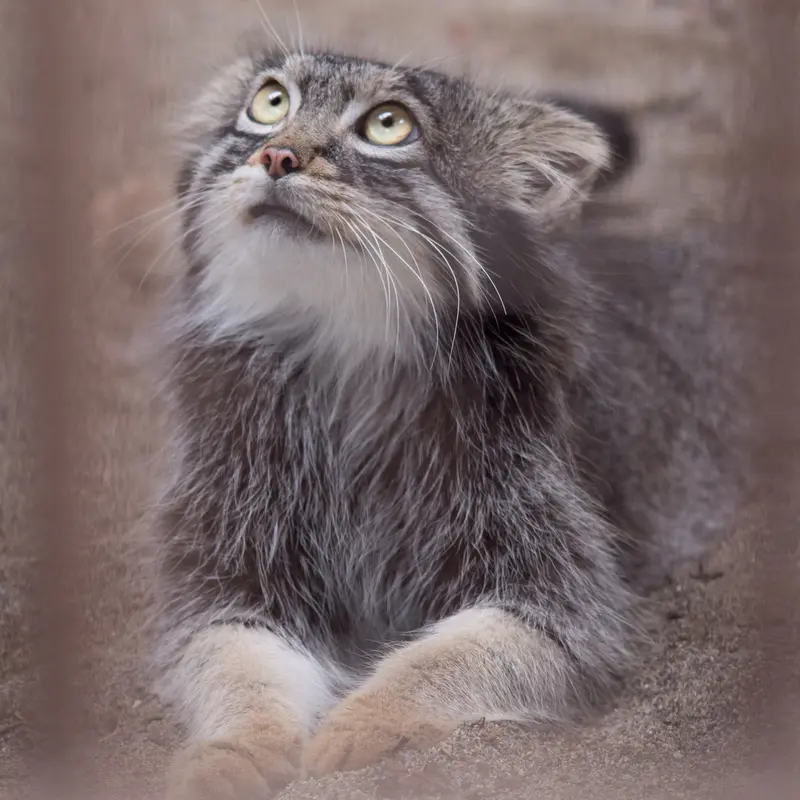 A photograph of Figa in Nogeyama Zoo
