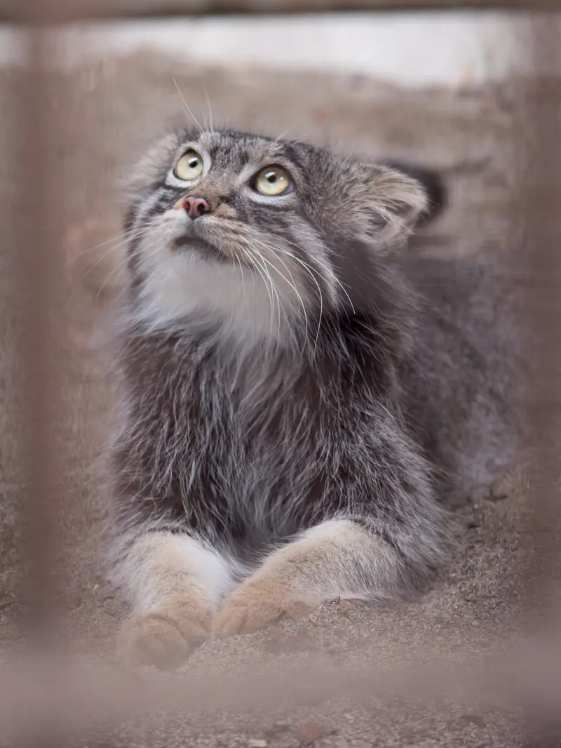 A photograph of Figa in Nogeyama Zoo