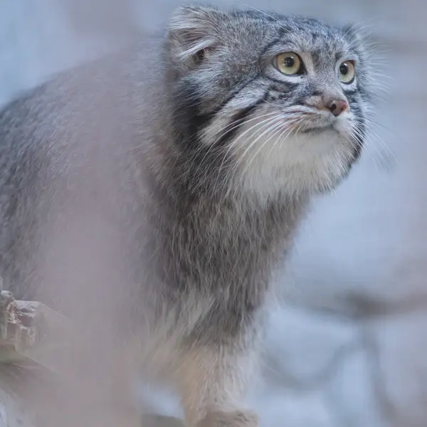 A photograph of Figa in Nogeyama Zoo