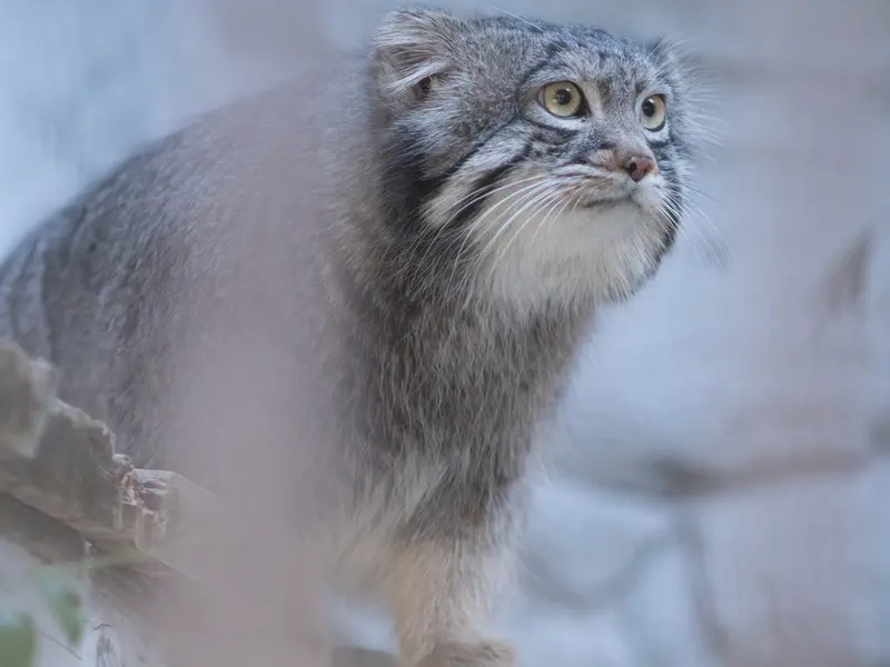A photograph of Figa in Nogeyama Zoo