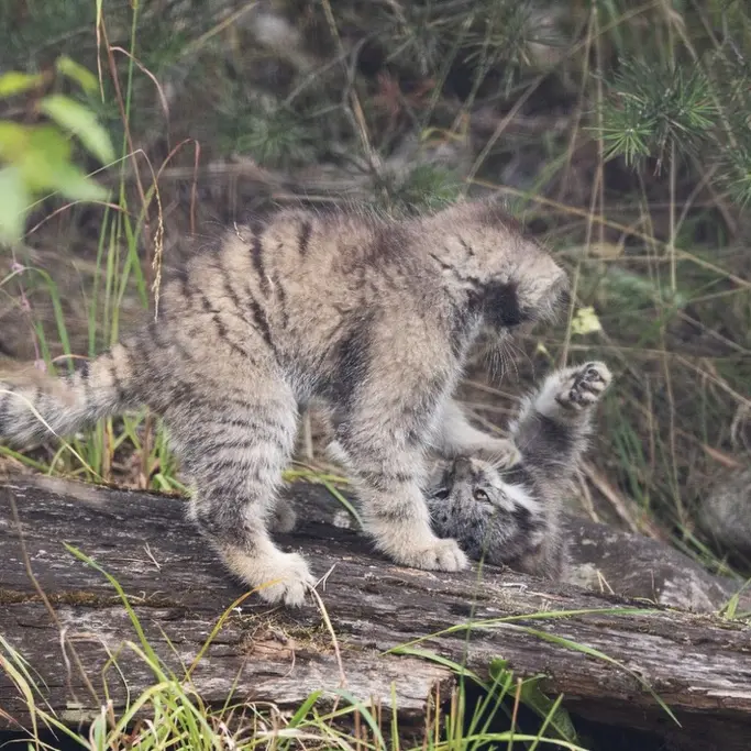 A photograph of a Pallas's cat