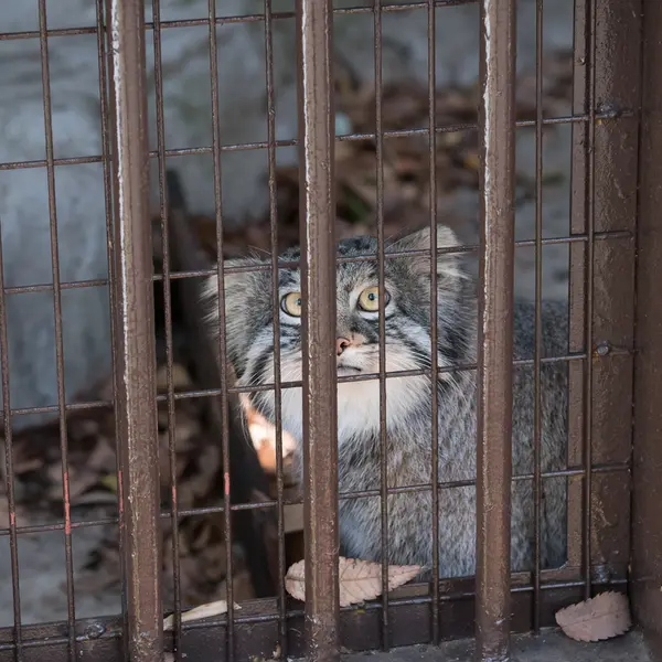 A photograph of Figa in Nogeyama Zoo