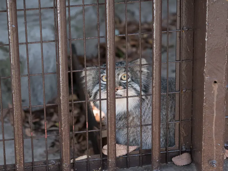 A photograph of Figa in Nogeyama Zoo