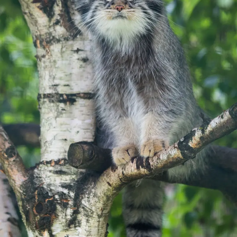 A photograph of Juran in Tierpark Berlin
