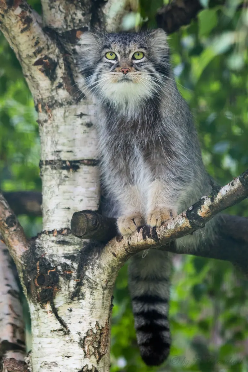 A photograph of Juran in Tierpark Berlin