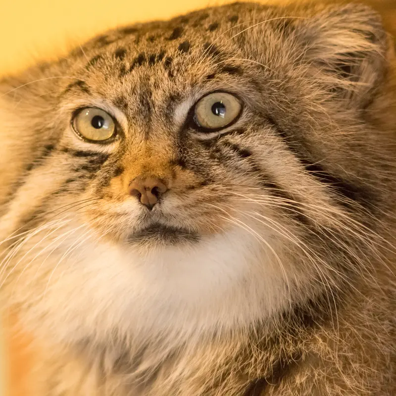 A photograph of Lotos in Saitama Children's Zoo