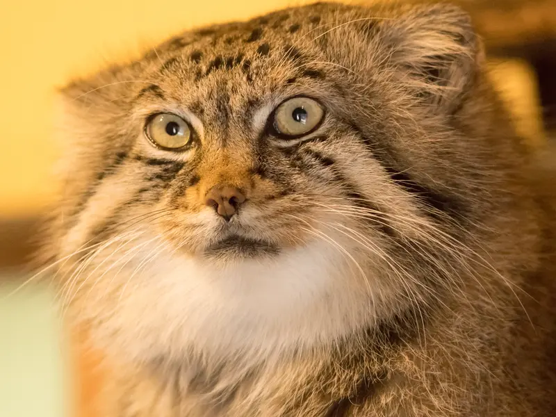 A photograph of Lotos in Saitama Children's Zoo