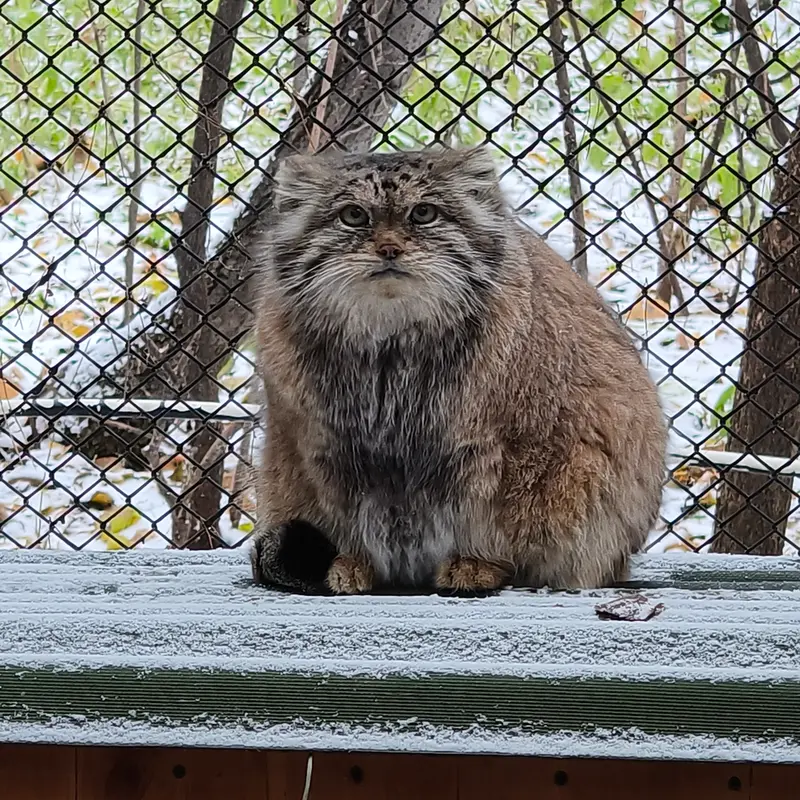 A photograph of Lastochka in Novosibirsk Zoo