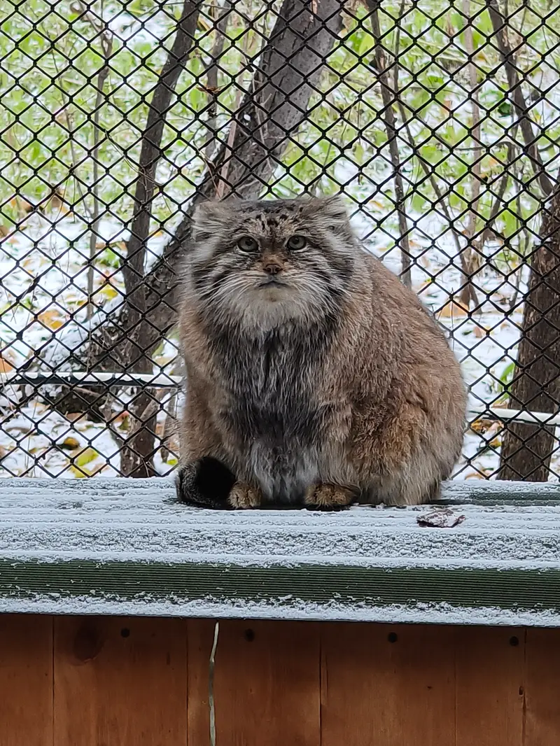 A photograph of Lastochka in Novosibirsk Zoo