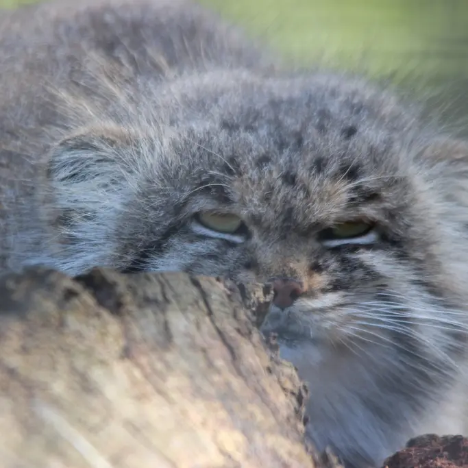 A photograph of Buck in Banham Zoo
