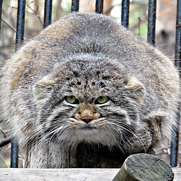 A photograph of a Pallas's cat in Novosibirsk Zoo