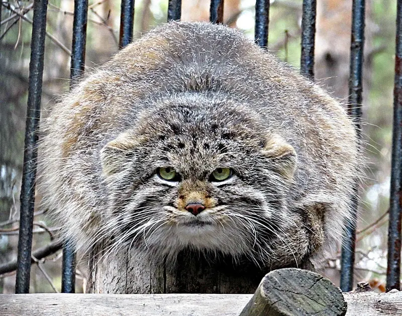 A photograph of a Pallas's cat in Novosibirsk Zoo