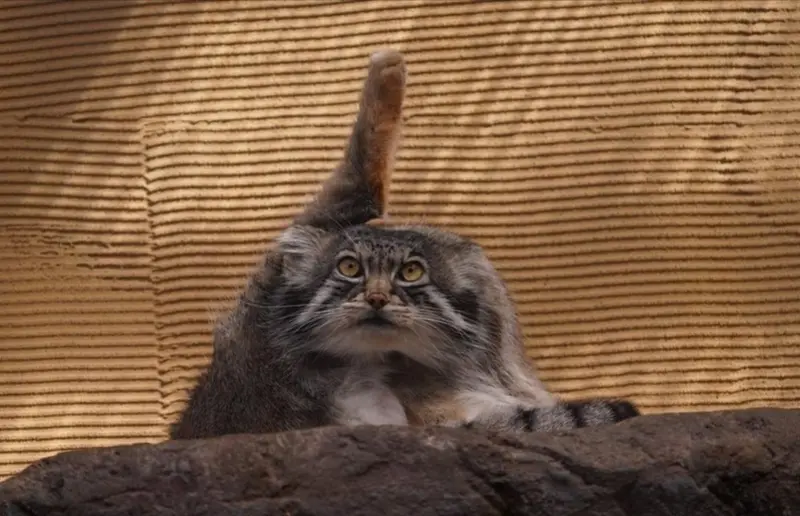 A photograph of a Pallas's cat