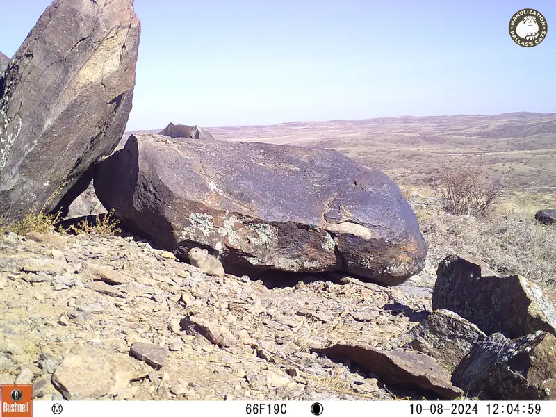 A photograph of Kazakh pika from Koshkar camera trap