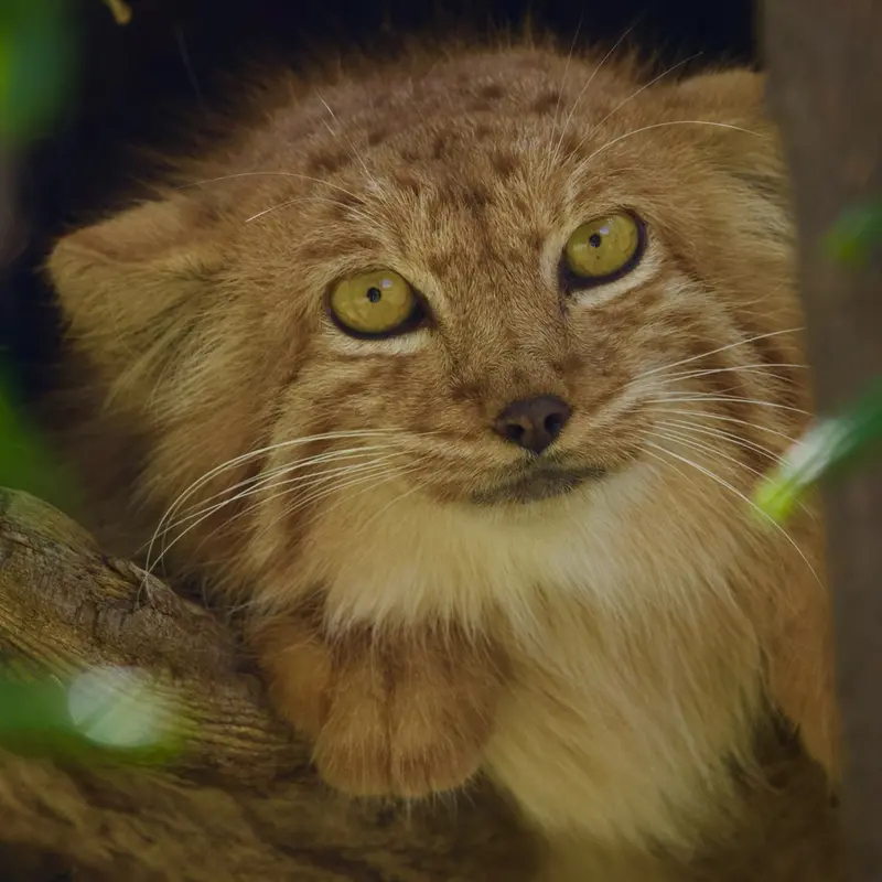 A photograph of Nanó in Yerevan Zoo