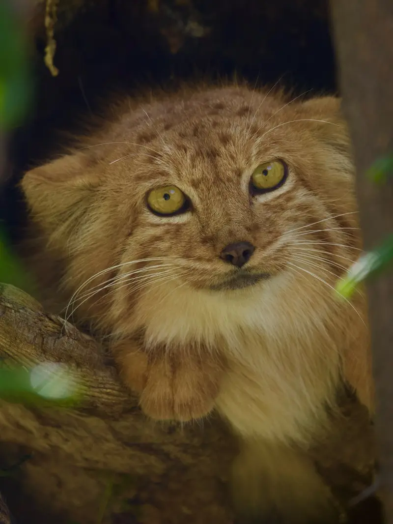 A photograph of Nanó in Yerevan Zoo
