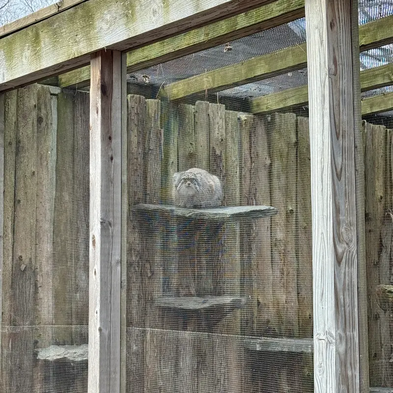 A photograph of Pazi in Potter Park Zoo