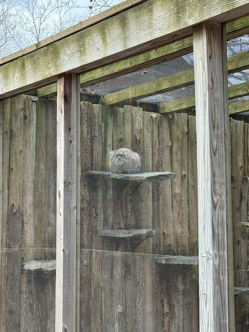 A photograph of Pazi in Potter Park Zoo